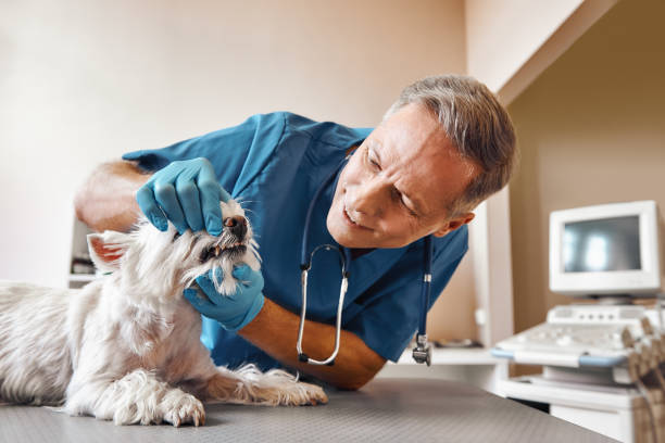 Best Emergency Dental Care for Broken or Chipped Teeth in North Wildwood, NJ
